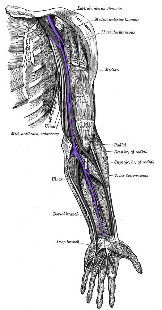 Kinbaku Today Mobilization of the Plexus Brachialis Nerve Branch