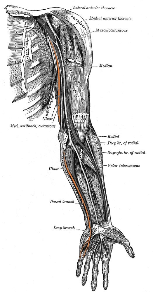 Kinbaku Today Mobilization of the Plexus Brachialis Nerve Branch