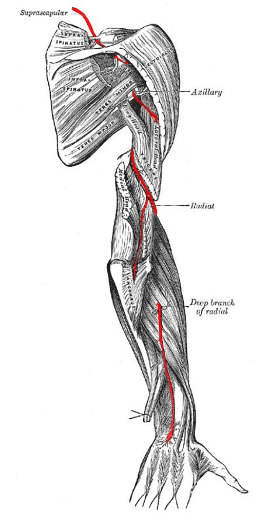 Kinbaku Today Mobilization of the Plexus Brachialis Nerve Branch
